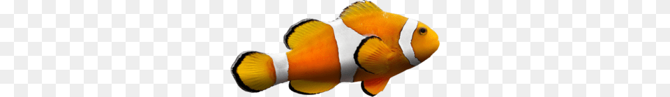 Clownfish, Amphiprion, Animal, Fish, Sea Life Png Image