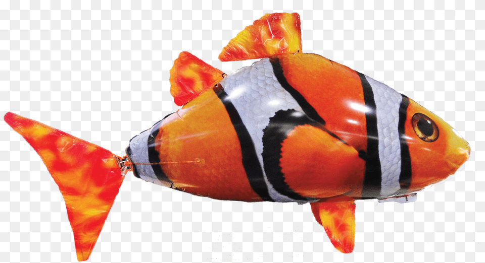 Clownfish, Fruit, Produce, Plant, Citrus Fruit Png