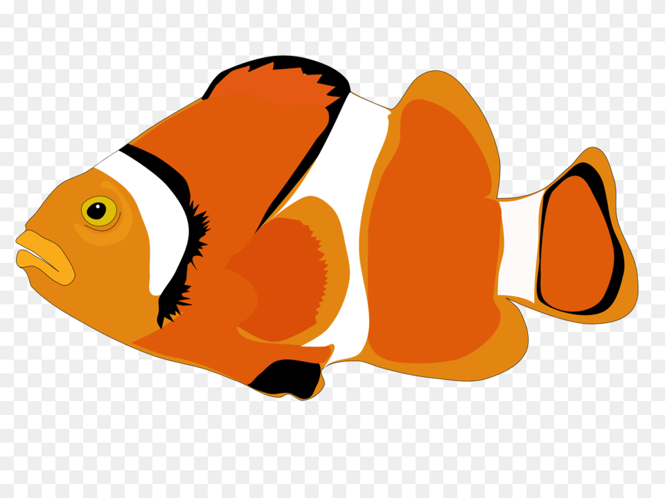 Clownfish Cartoon Computer Icons, Amphiprion, Animal, Fish, Sea Life Free Png Download