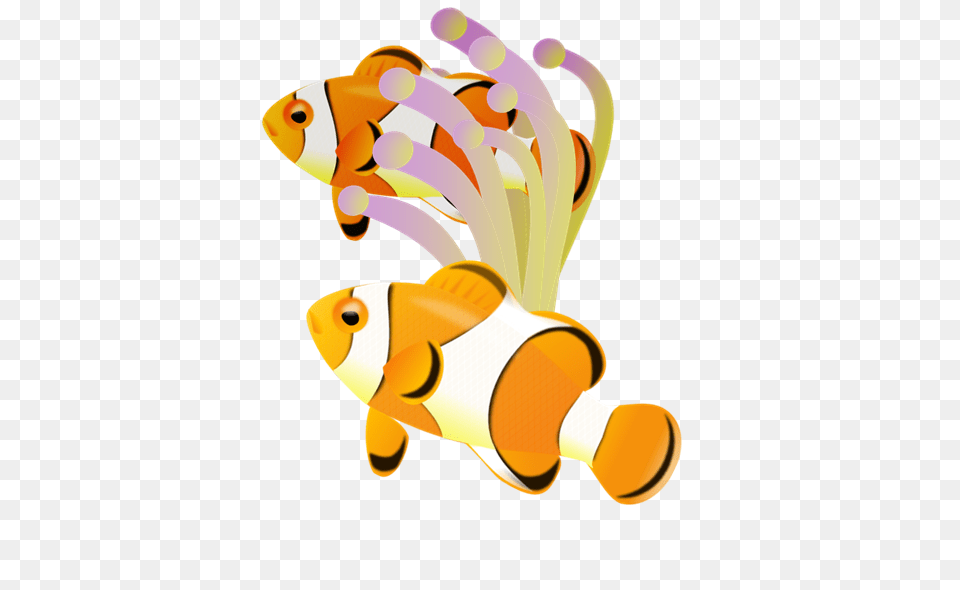 Clownfish Clip Art, Amphiprion, Animal, Fish, Sea Life Free Transparent Png