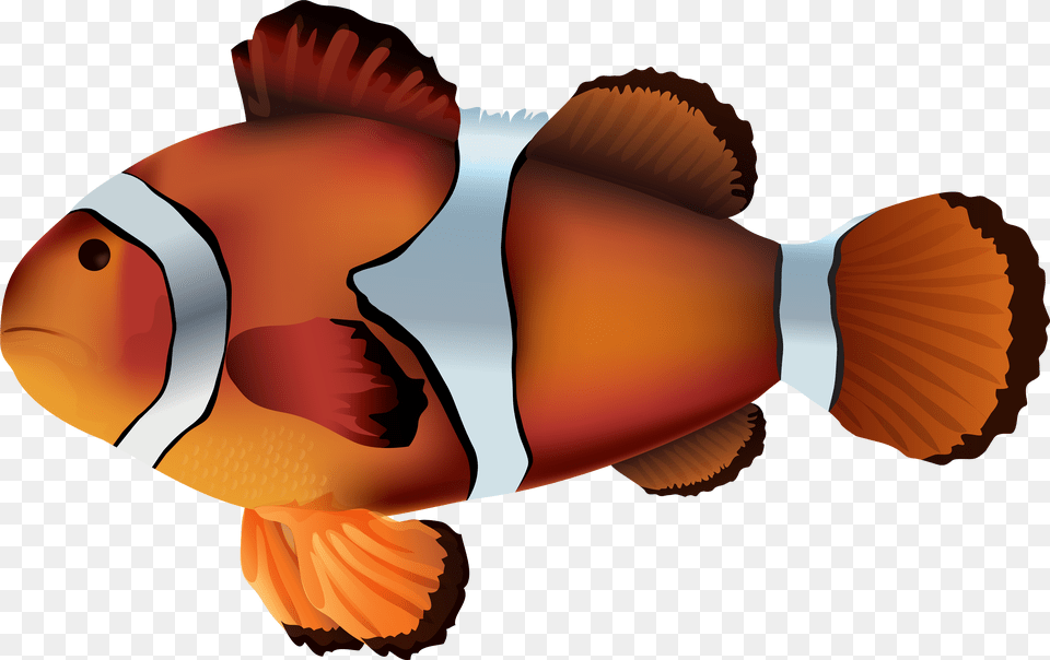 Clownfish Clip Art Clown Fish No Background, Amphiprion, Animal, Sea Life, Baby Png Image