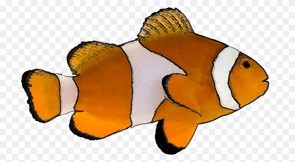 Clownfish Clipart, Amphiprion, Animal, Fish, Sea Life Free Png