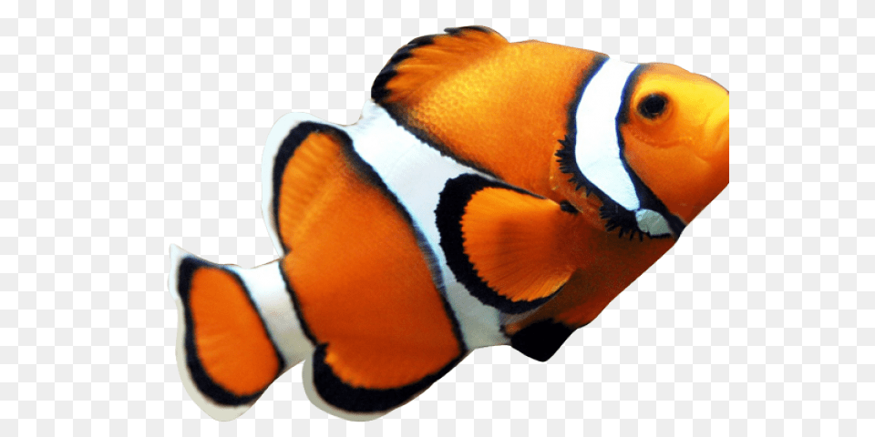 Clownfish Clipart Clip Art, Amphiprion, Animal, Fish, Sea Life Png