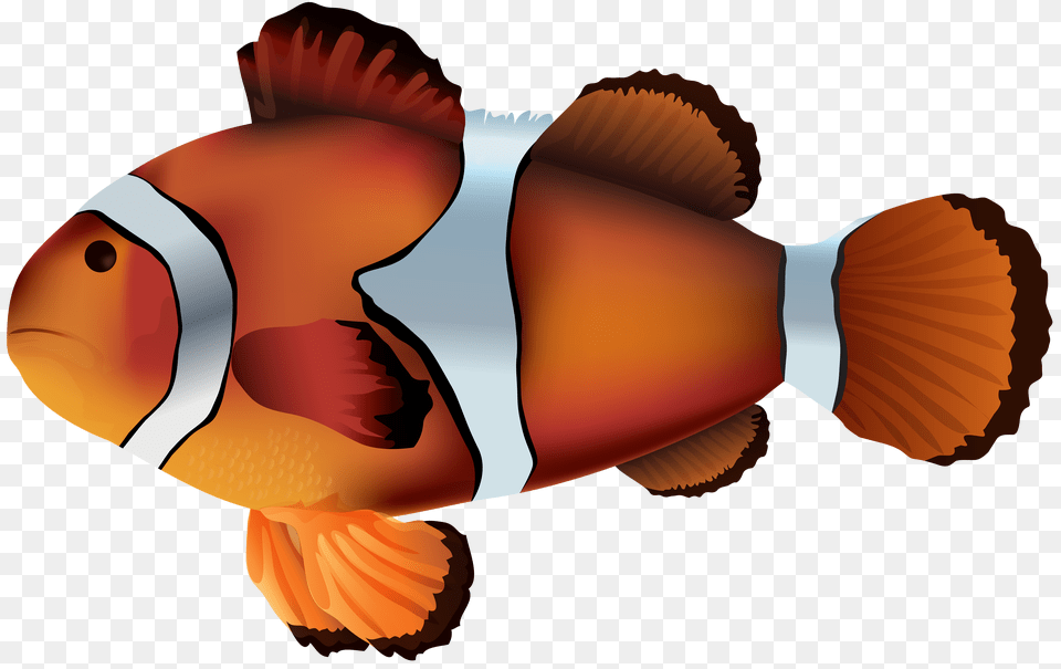 Clownfish Clipart Transparent Fish, Sea Life, Amphiprion, Animal, Person Free Png
