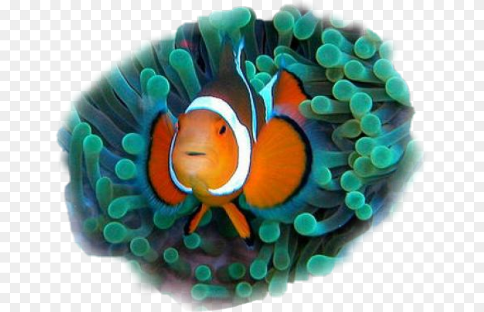 Clownfish Commensalistic Relationship Between Two Organisms, Amphiprion, Animal, Fish, Sea Life Free Png