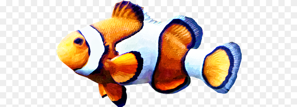 Clownfish Cutout Greeting Card For Sale Ocellaris Clownfish, Amphiprion, Sea Life, Fish, Animal Free Transparent Png