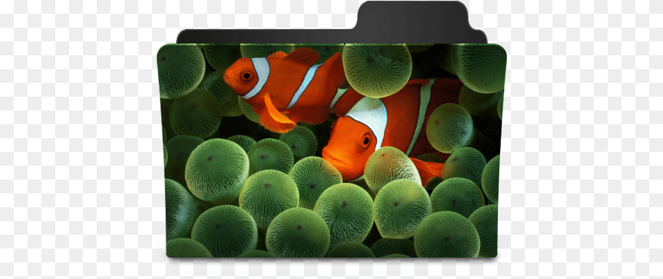 Clownfish Icon Goodies Folder Icons Softiconscom Iphone Clownfish Wallpaper Hd, Amphiprion, Animal, Fish, Sea Life Free Png