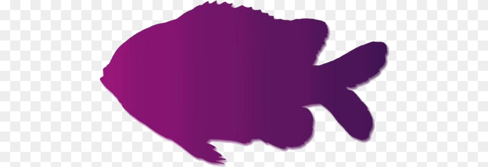 Clownfish Images Garibaldi Fish, Purple, Silhouette, Animal, Sea Life Free Png Download