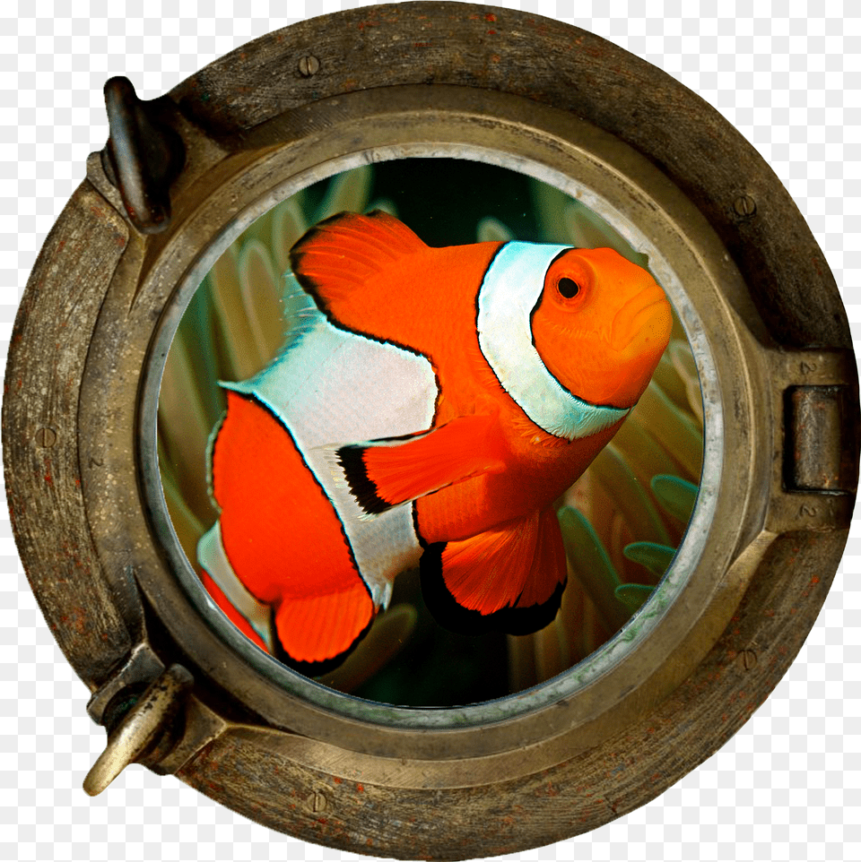 Clownfish Marine Section Porthole Ship Wreck, Animal, Fish, Sea Life, Window Free Png