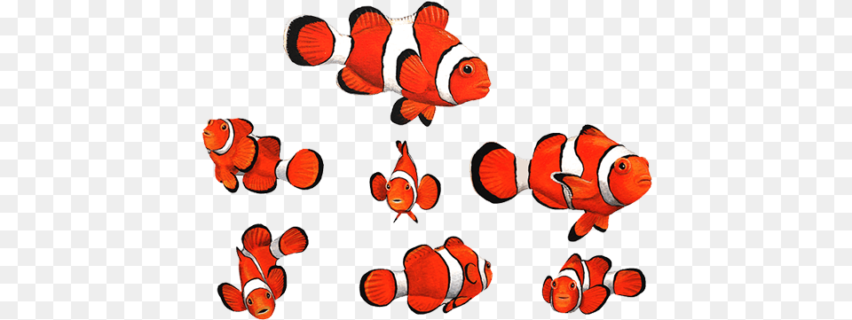 Clownfish Wall Stickers Wall Decal, Amphiprion, Animal, Fish, Sea Life Png