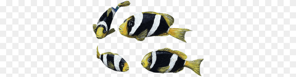 Clownfish Yellowtail Pomacentridae, Amphiprion, Animal, Fish, Sea Life Png