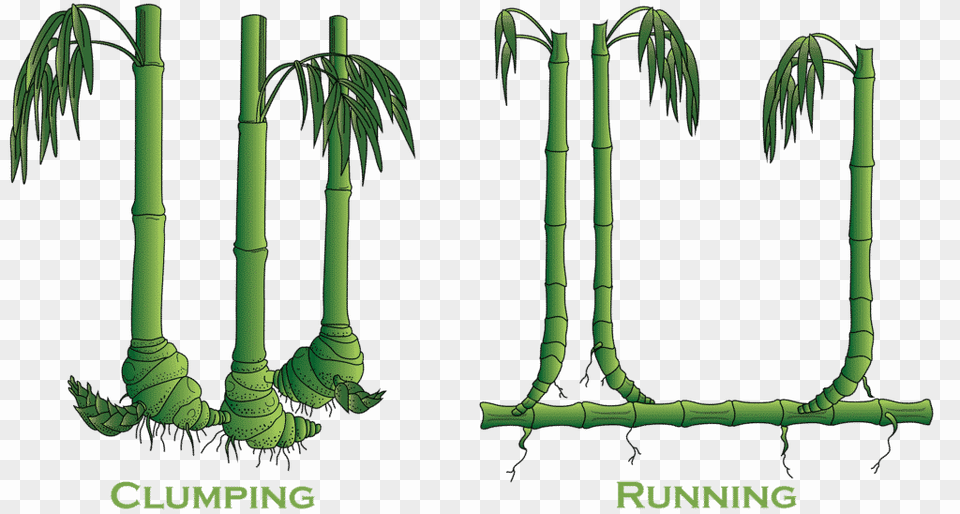 Clumping Vs Running Bamboo, Plant, Smoke Pipe Free Png Download