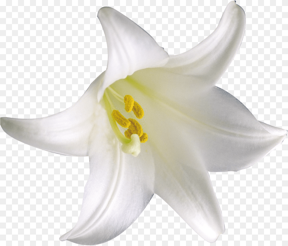 Cluster Lilies, Flower, Plant, Lily, Anther Free Transparent Png