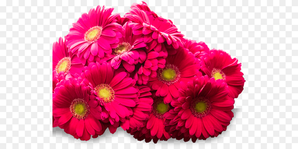 Cluster Of Beautiful Pink Flowers Barberton Daisy, Flower, Flower Arrangement, Flower Bouquet, Plant Png Image
