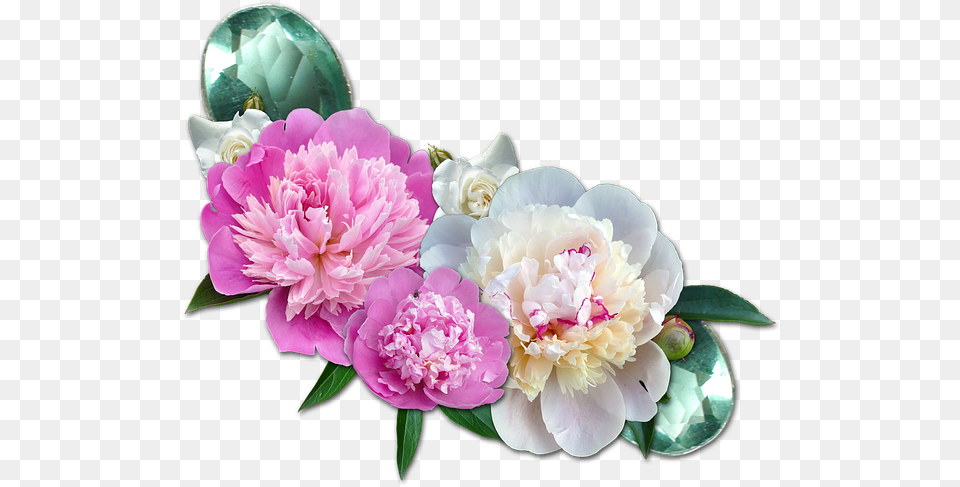 Cluster Peony Roses Gems Pfingstrosen, Flower, Plant, Flower Arrangement, Flower Bouquet Free Png
