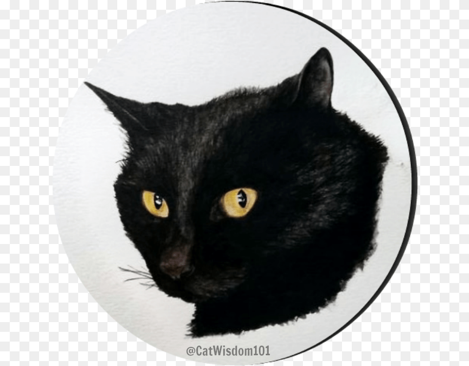 Clyde Cat Art Watercolor Black Cat, Animal, Black Cat, Mammal, Pet Png