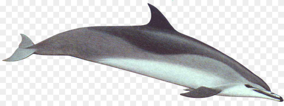 Clymene Dolphin, Animal, Mammal, Sea Life, Fish Free Png