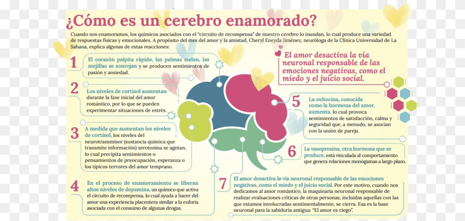 Cmo Es Un Cerebro Enamorado Circuito De Recompensa, Page, Text, Advertisement Free Png