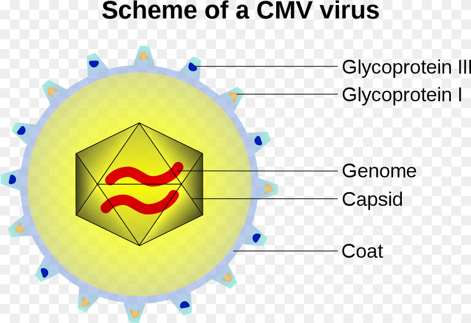 Cmv Virus, Logo Free Png