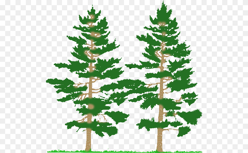 Cnc Clipart Forest Tree Clipart, Fir, Pine, Plant, Conifer Free Png Download