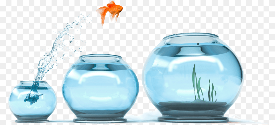 Cngc Cash Incentives For Energy Upgrades Are As Easy Goldfish Jumping Into Bigger Bowls, Animal, Sea Life, Fish, Hot Tub Png Image