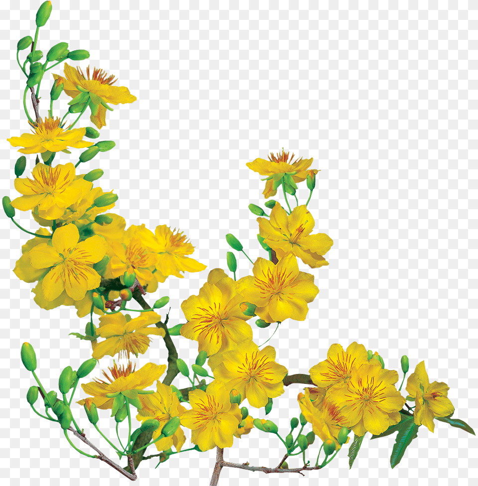 Cnh O Hoa O Psd Hoa O Vector Cnh Mai Vng, Geranium, Plant, Petal, Flower Free Transparent Png