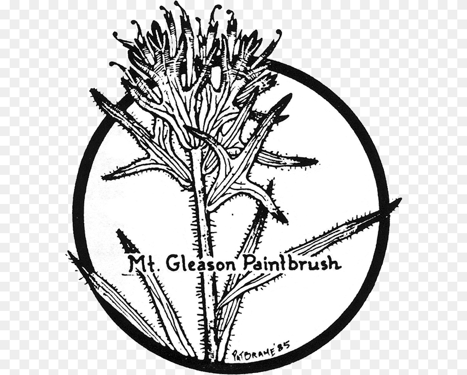 Cnps San Gabriel Mountains Chapter Drawing, Grass, Plant, Flower, Agropyron Png