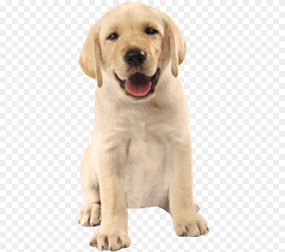 Co Feliz Em Cachorro Imagem Sem Fundo, Animal, Canine, Dog, Labrador Retriever Png