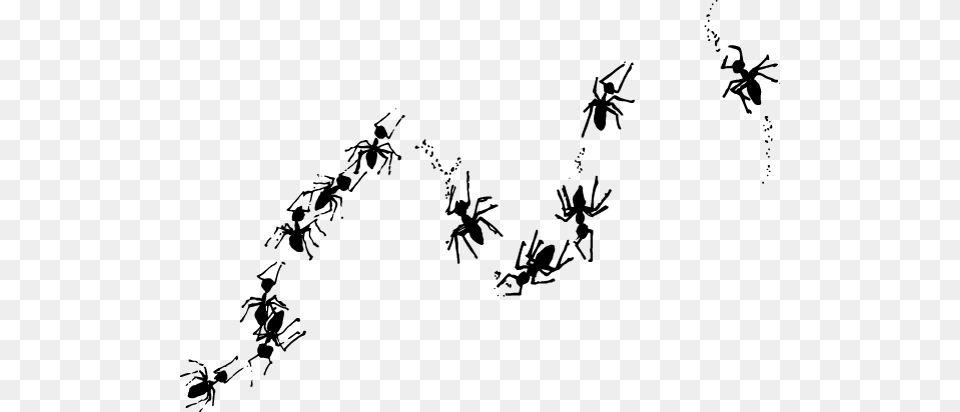 Co School Of Ants Australia Department Of Zoology Ant Trail Transparent Background, Gray Free Png