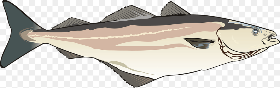 Coalfish Clipart, Animal, Fish, Sea Life, Tuna Free Png