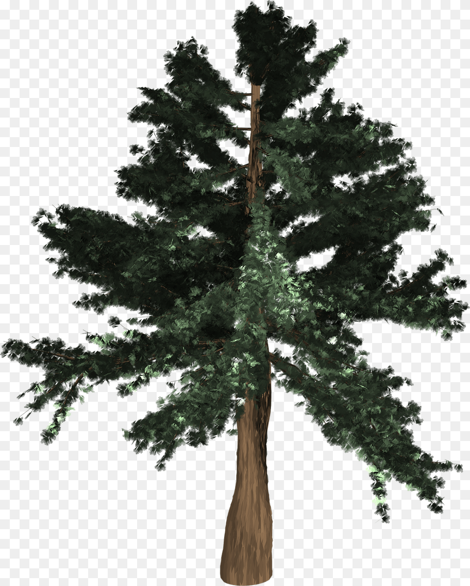 Coast Redwood, Conifer, Fir, Plant, Tree Free Png Download