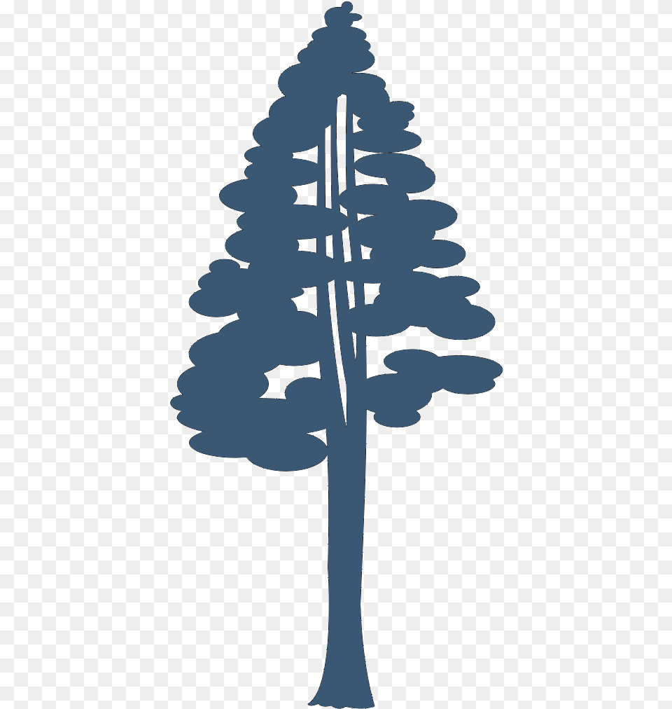 Coast Redwood Giant Sequoia Drawing Giant Sequoia, Plant, Tree, Fir, Pine Free Png