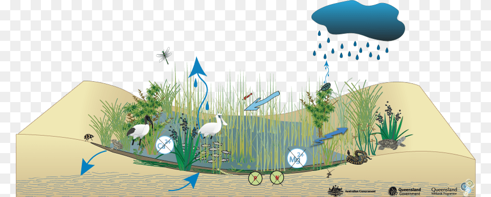 Coastal And Subcoastal Non Floodplain Grass Sedge And Water Cycle In Swamps, Outdoors, Land, Nature, Vegetation Free Png Download