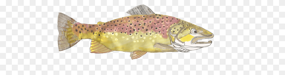 Coastal Cutthroat Trout, Animal, Fish, Sea Life Png