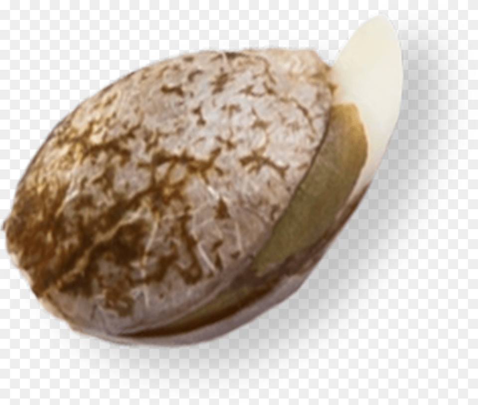 Coastal Genetics Marijuana Seeds, Animal, Clam, Food, Invertebrate Free Png Download