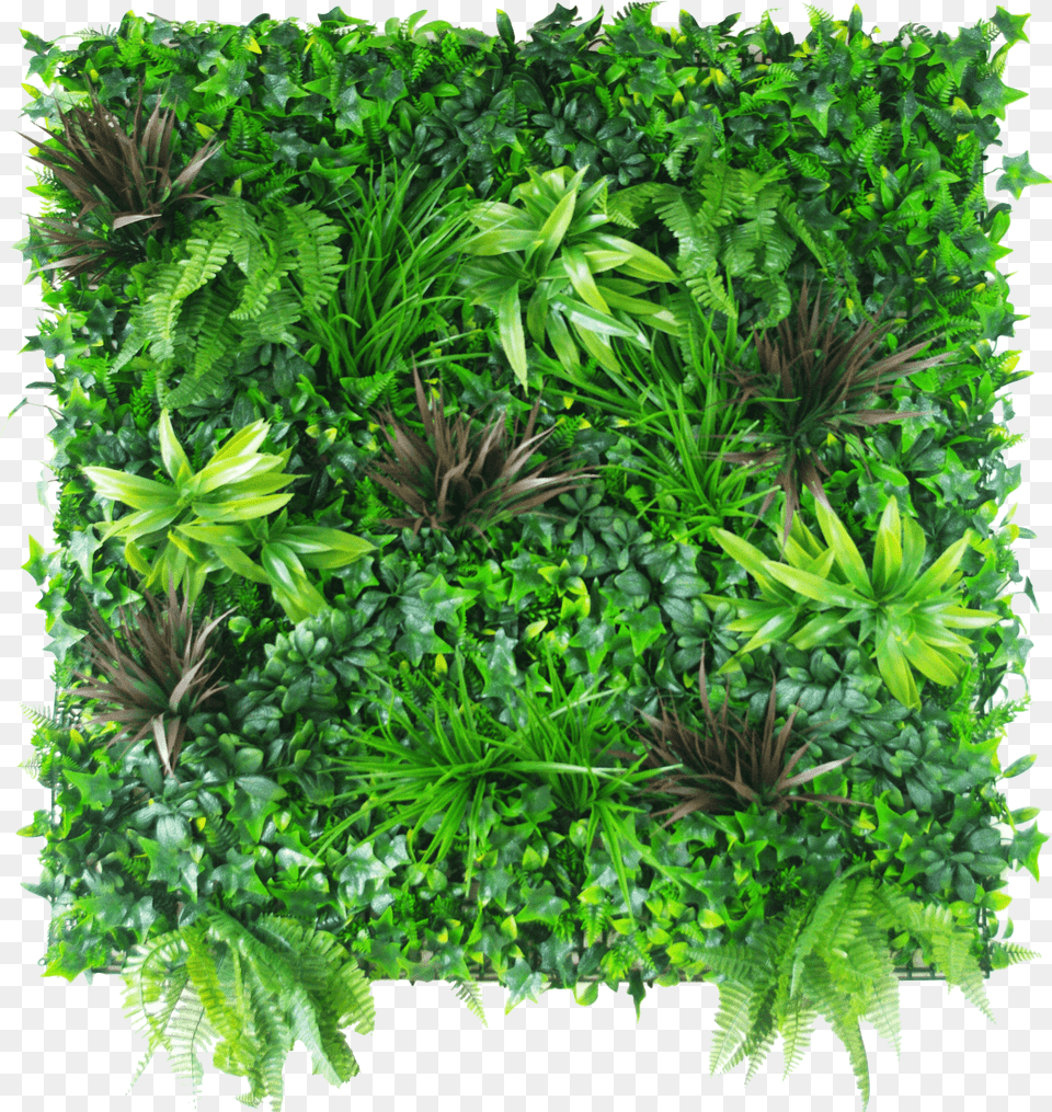 Coastal Greenery Vertical Garden Green Wall Plants Png Image