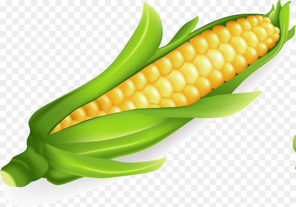 Cob Clipart, Corn, Food, Grain, Plant Png