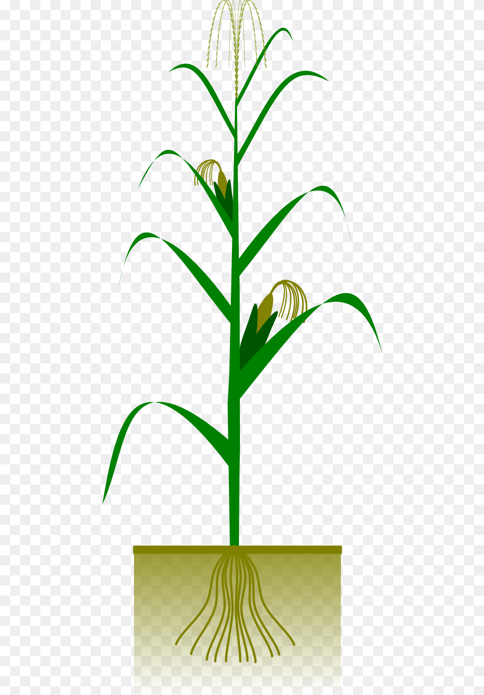 Cob Cliparts, Plant, Potted Plant, Grass, Tree Free Png