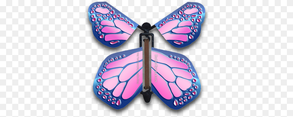 Cobalt Pink Monarch Flying Butterfly Girly, Accessories, Animal, Insect, Invertebrate Png