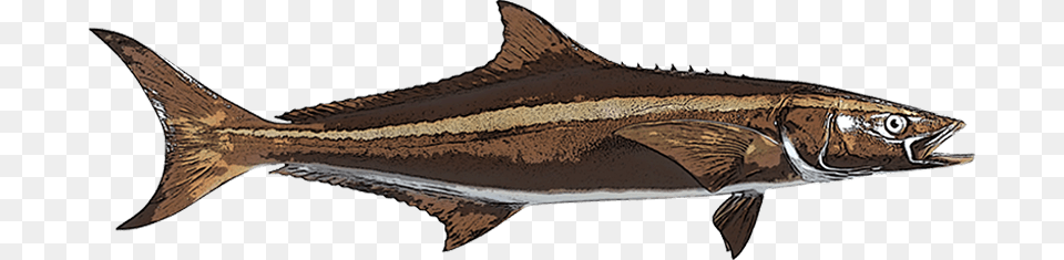 Cobia, Animal, Fish, Sea Life Png