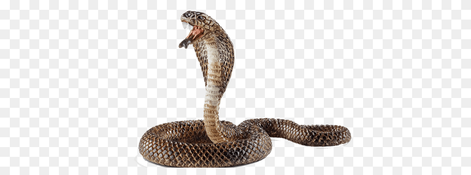 Cobra, Animal, Reptile, Snake Free Png