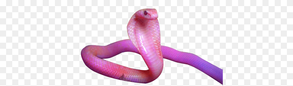 Cobra, Animal, Reptile, Snake Png Image