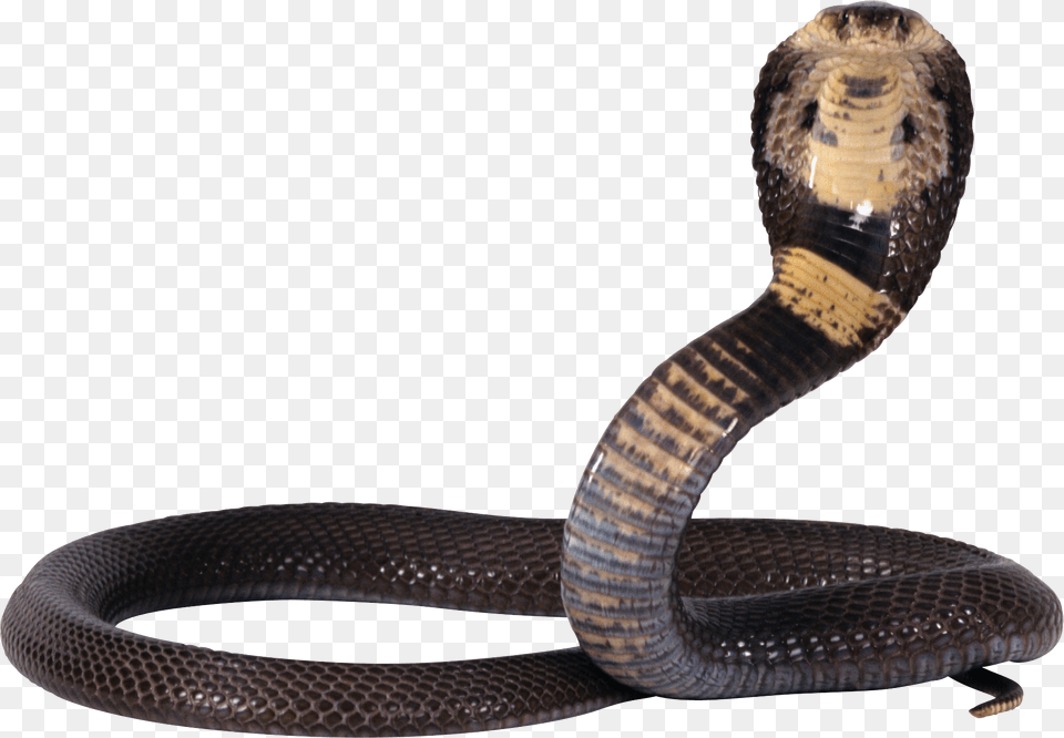 Cobra, Animal, Reptile, Snake Free Transparent Png