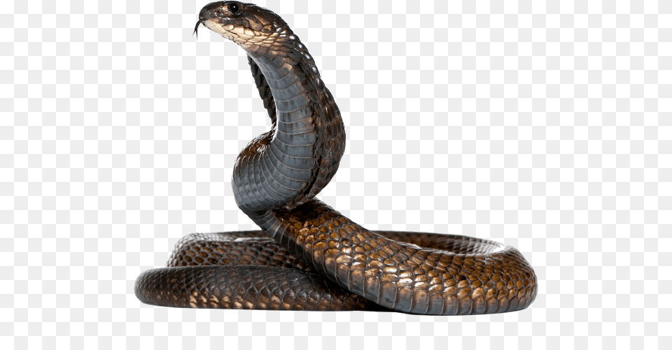 Cobra, Animal, Reptile, Snake Png