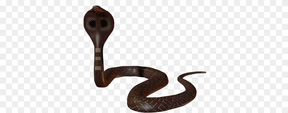 Cobra, Animal, Reptile, Snake Png Image