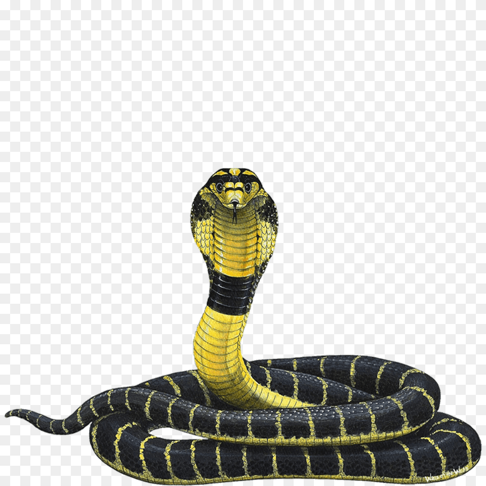 Cobra, Animal, Reptile, Snake Free Transparent Png