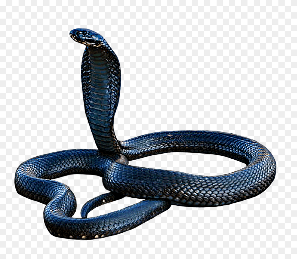 Cobra, Animal, Reptile, Snake Png