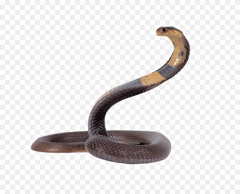 Cobra, Animal, Reptile, Snake Free Png