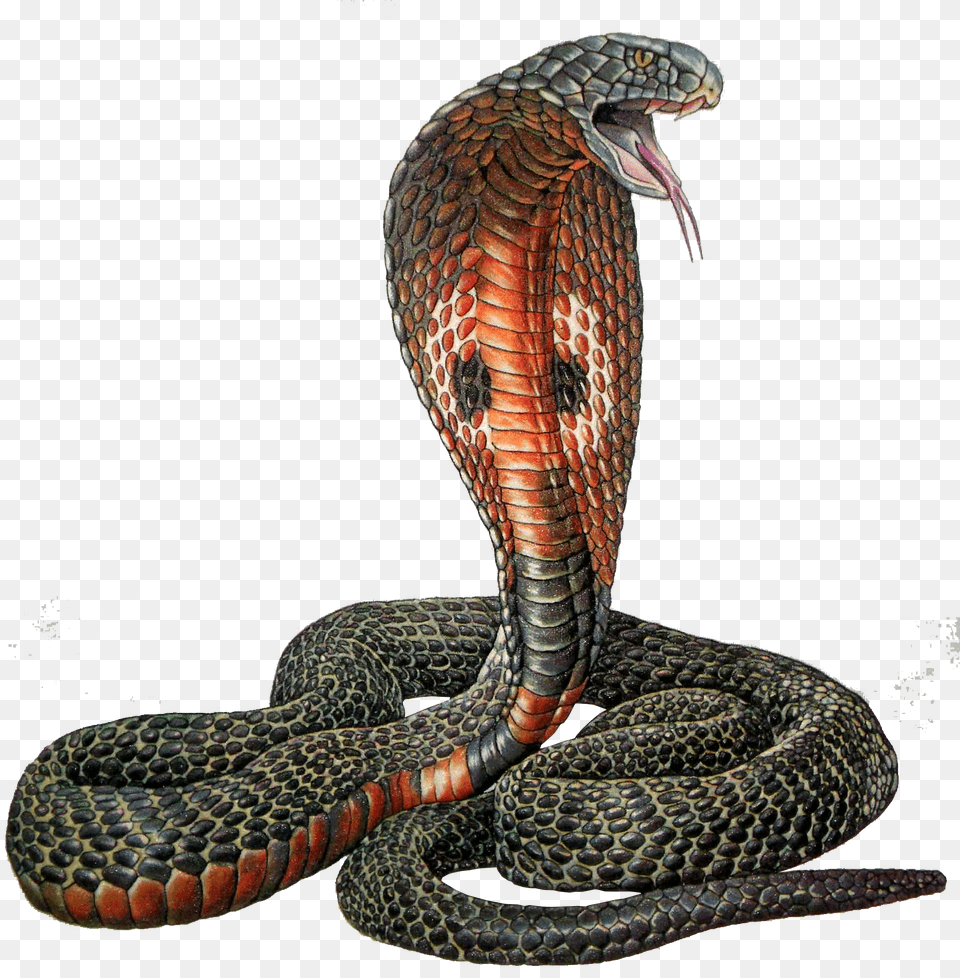 Cobra, Animal, Reptile, Snake Free Png