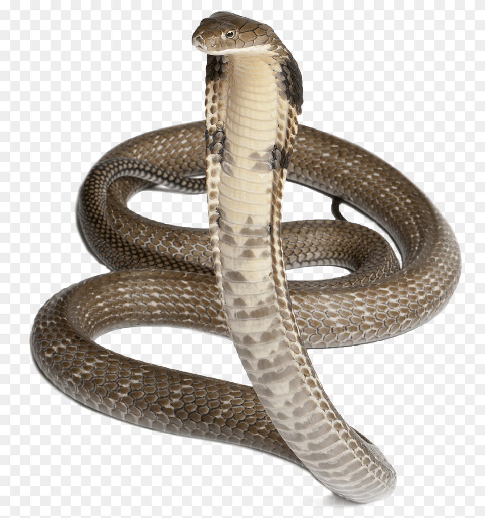Cobra, Animal, Reptile, Snake Free Transparent Png